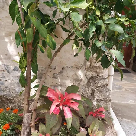 Traditional House Shapllo Apartment Gjirokaster