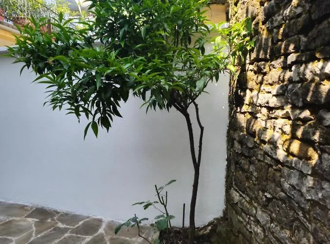 Traditional House & Shapllo *